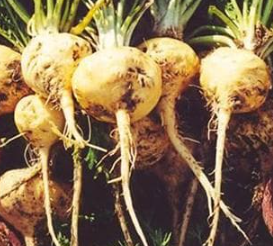 The Power of The Maca